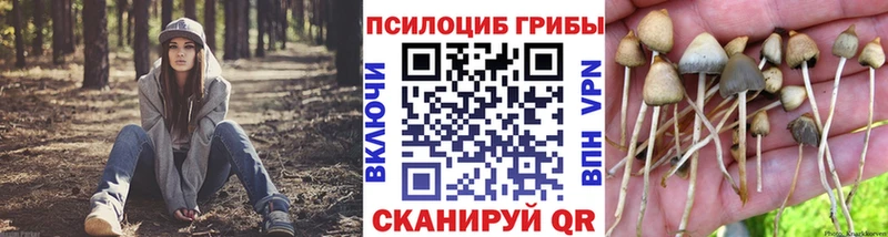 Галлюциногенные грибы Cubensis  как найти закладки  Ставрополь 